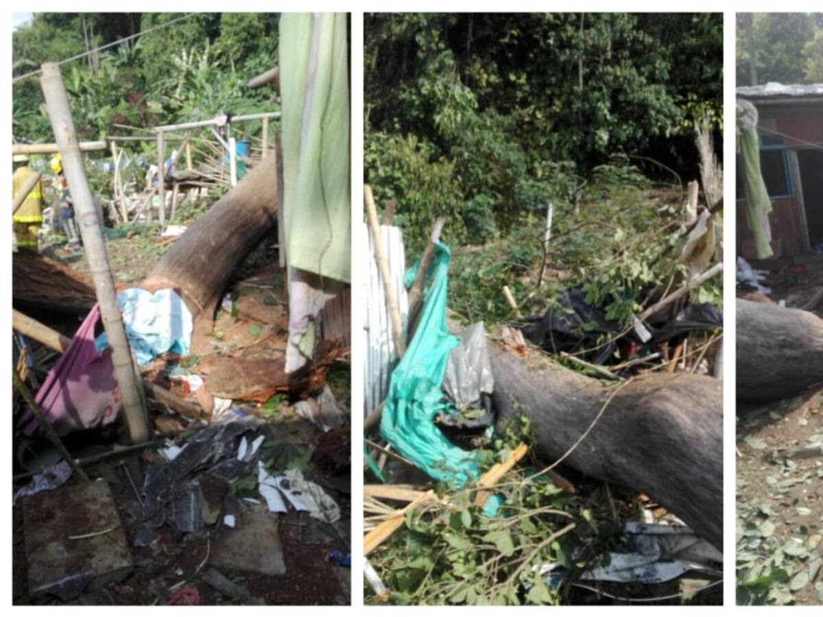 Murió niño de 4 años en Pereira tras caerle un árbol encima