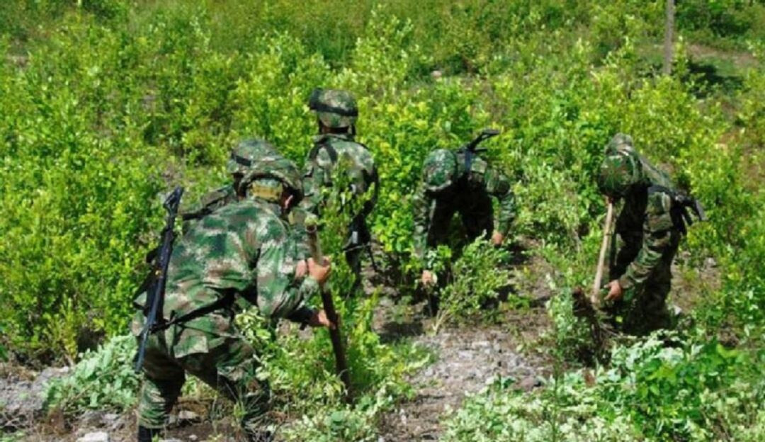 14 comunidades del Catatumbo en tensión por erradicación cultivos ilícitos