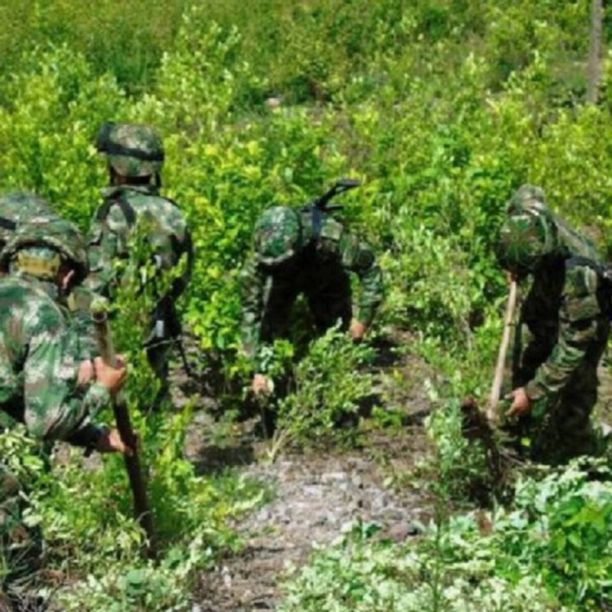 Defensoría ofrece diálogo con cocaleros del Catatumbo