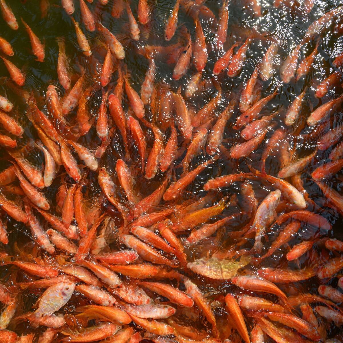 El Huila busca consolidarse como el primer productor piscícola de Colombia