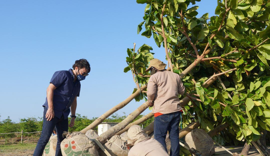 El alcalde Jaime Pumarejo durante una jornada de siembra de árboles.