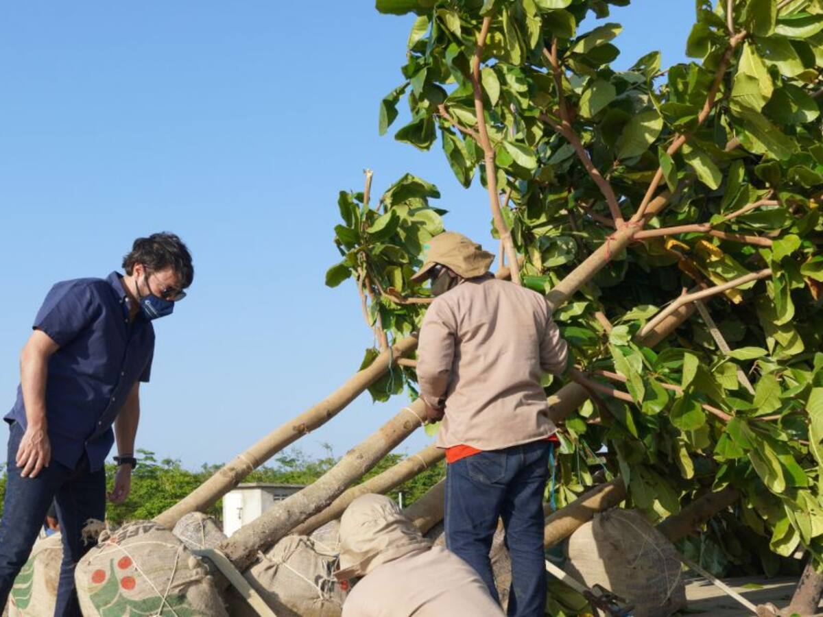 Barranquilla, una de las ciudades árbol del mundo: ONU