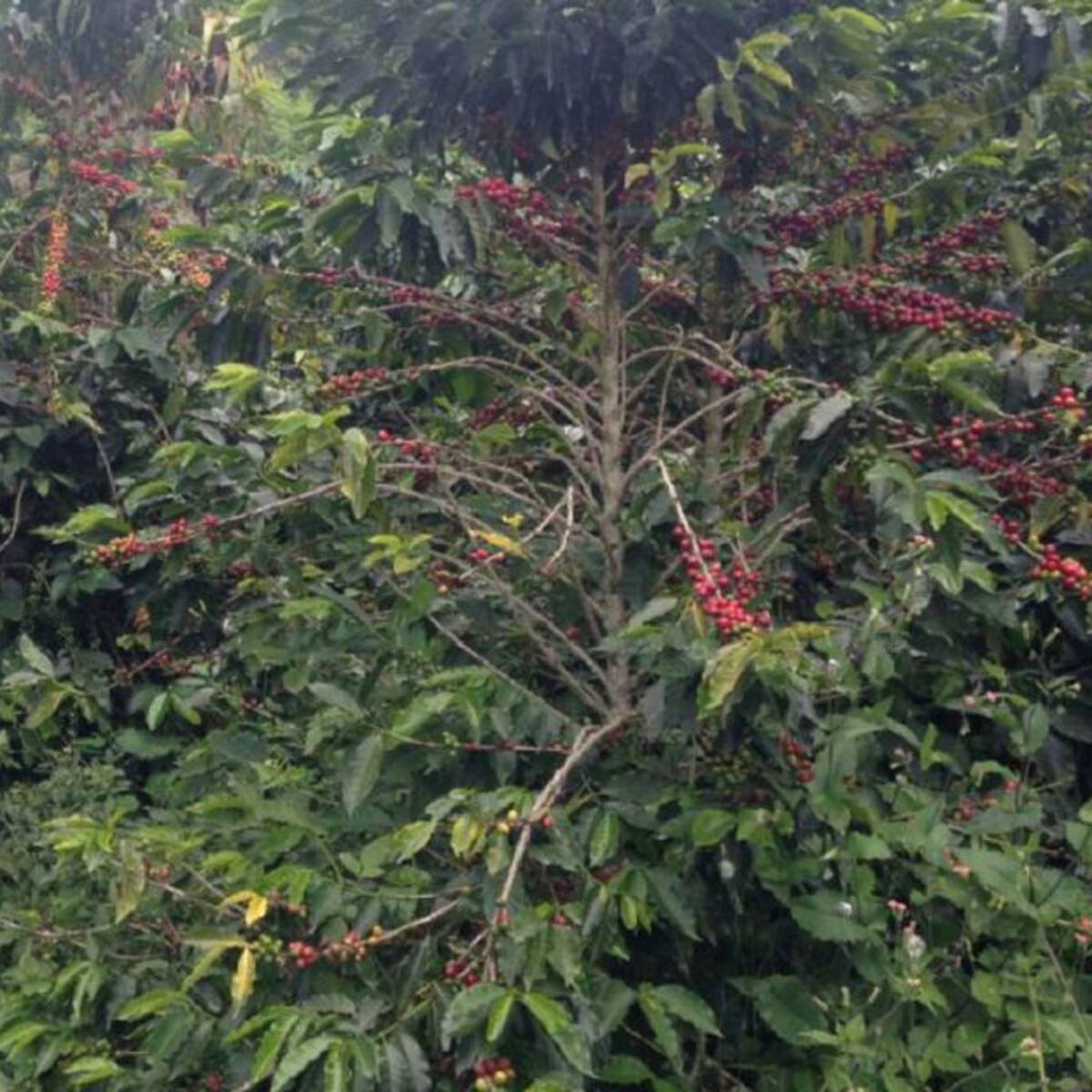 Las lluvias, bloqueos y alto costo de insumos afectaron a cafeteros en 2021