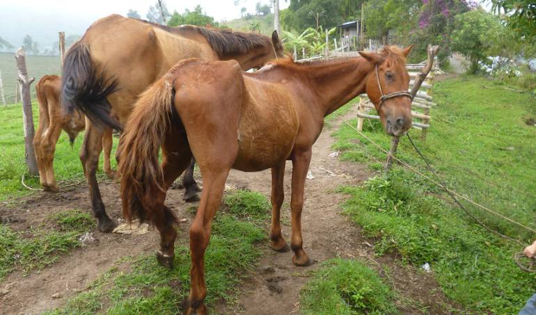 Imagen de referencia