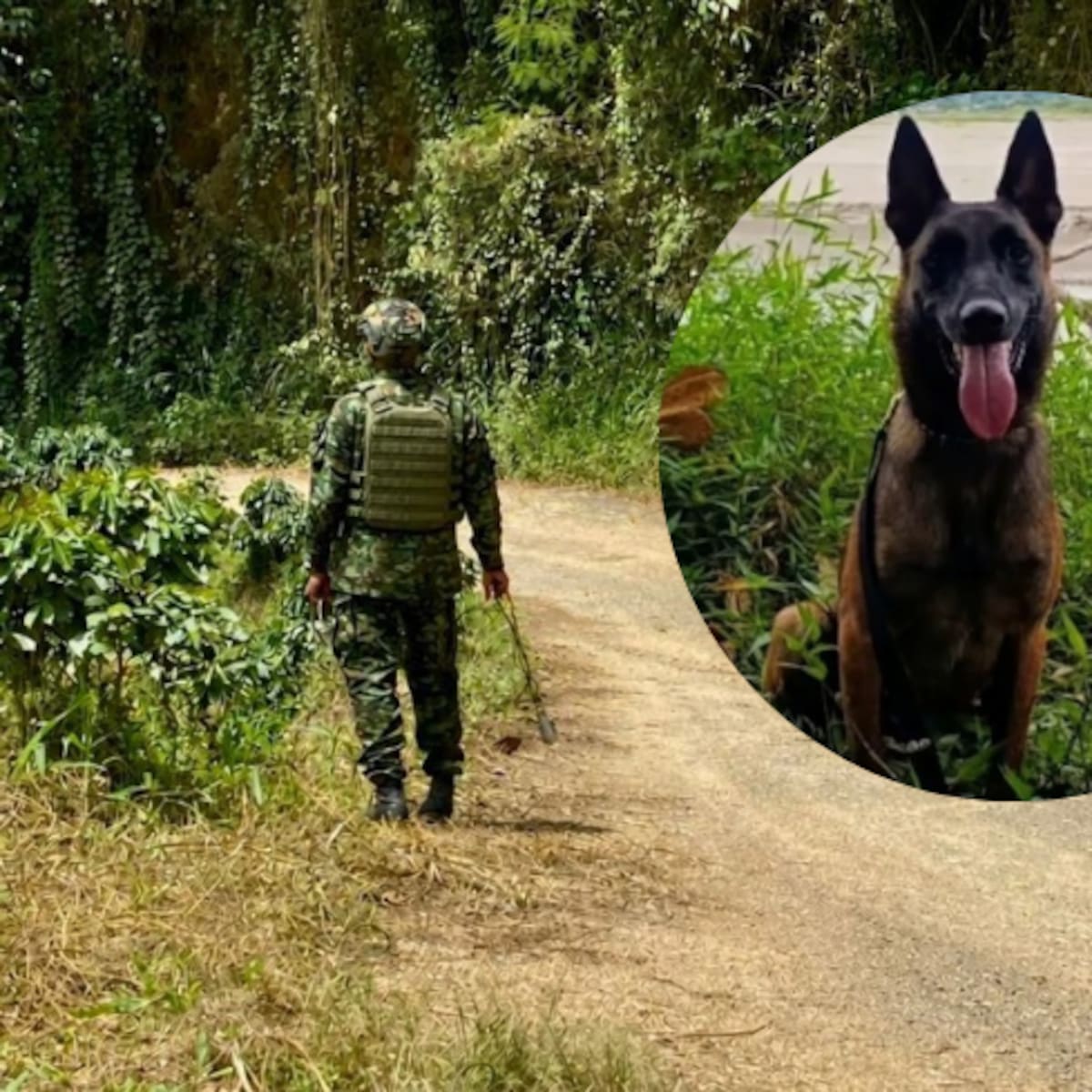 Un perro antiexplosivos murió por una descarga eléctrica en zona rural de Briceño, Antioquia