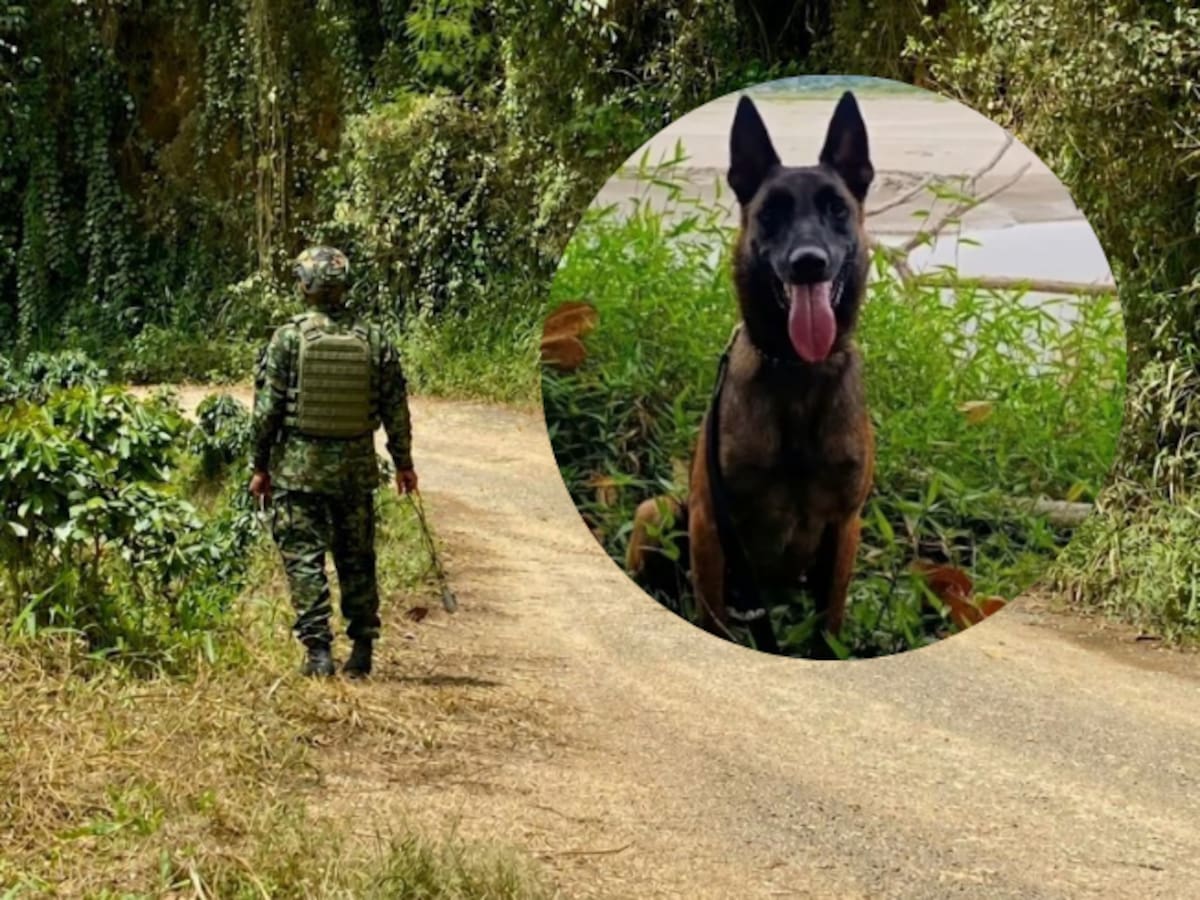 Un perro antiexplosivos murió por una descarga eléctrica en zona rural de Briceño, Antioquia