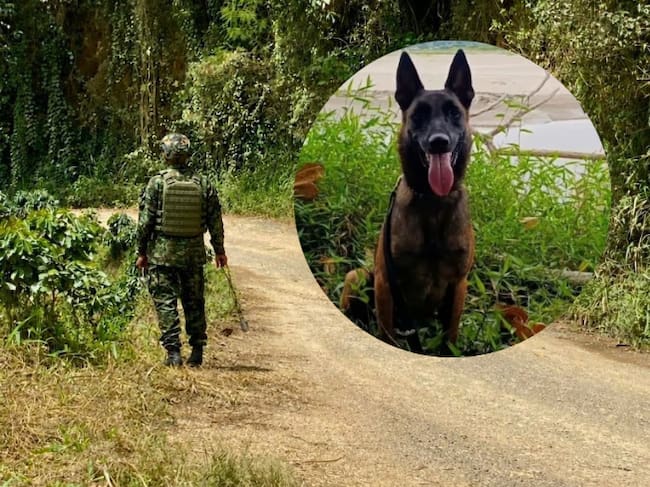 Perro antiexplosivos de nombre Mosly murió al ser impactado por un rayo en Briceño, Antioquia- foto cortesía