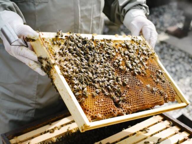 productores de buena calidad.