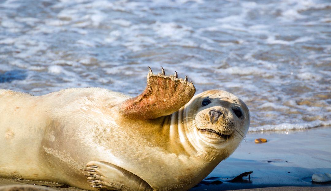 Día Mundial contra la Matanza de Focas, algunas razas podrían extinguirse