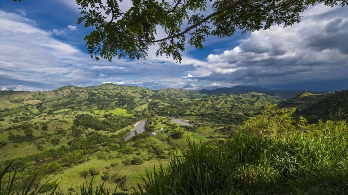 El sector cooperativo sembró 2 millones de árboles en los llanos orientales
