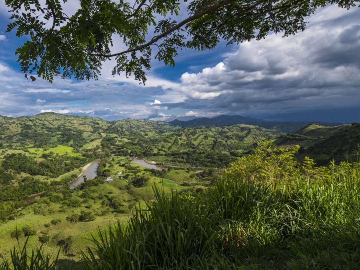 El sector cooperativo sembró 2 millones de árboles en los llanos orientales