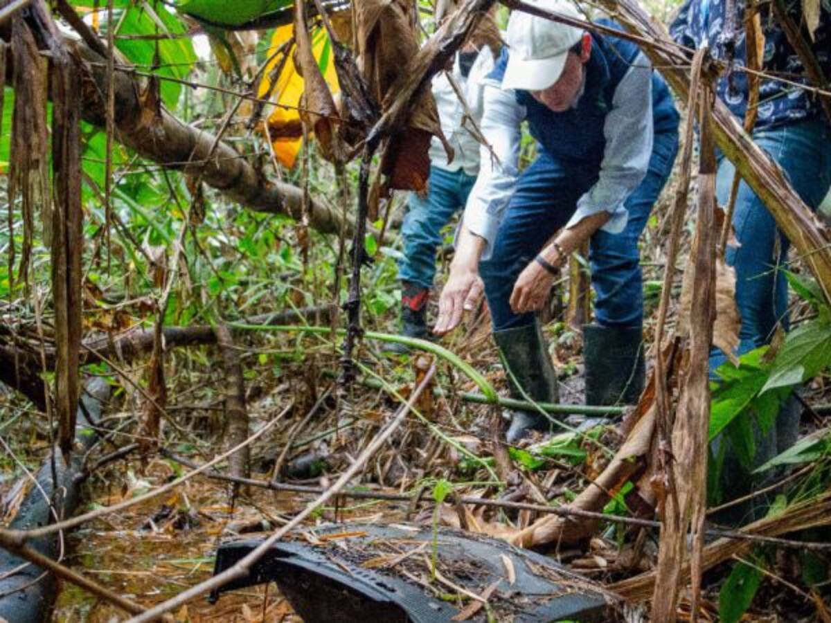 Comunidad logró frenar la tala de un guadual en Pereira