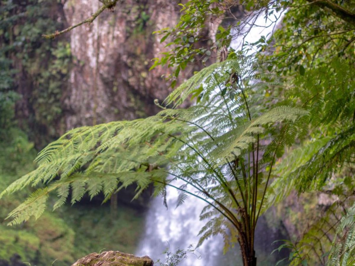En qué estamos con el uso sostenible de la biodiversidad