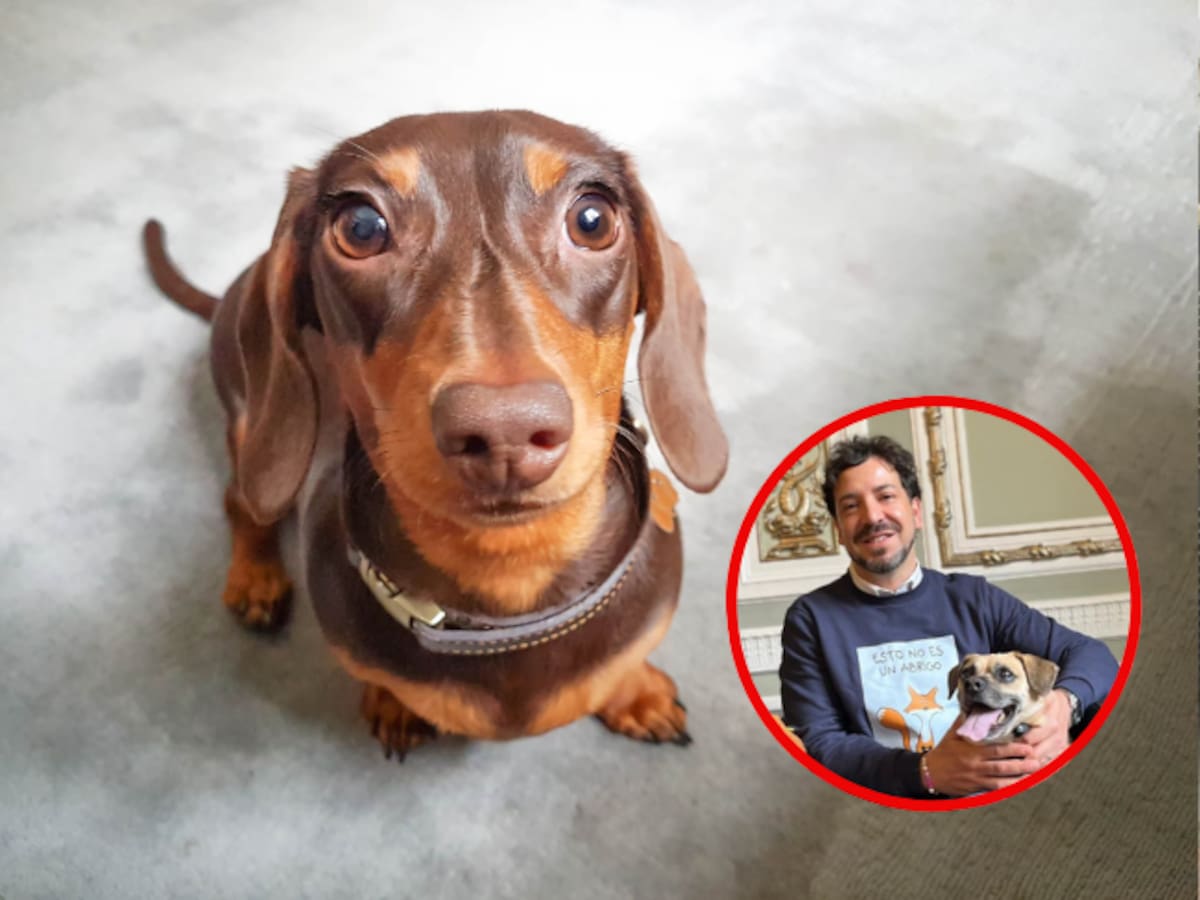 El Instituto de Protección Animal de Bogotá anuncia que Antonio Hernández será su nuevo director