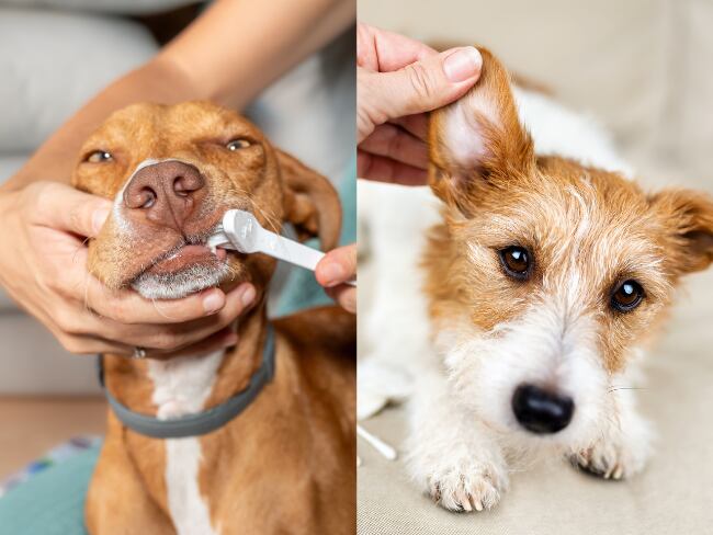 Lavado de dientes perro/Lavado de orejas perro, imágenes de referencia (Getty Images).