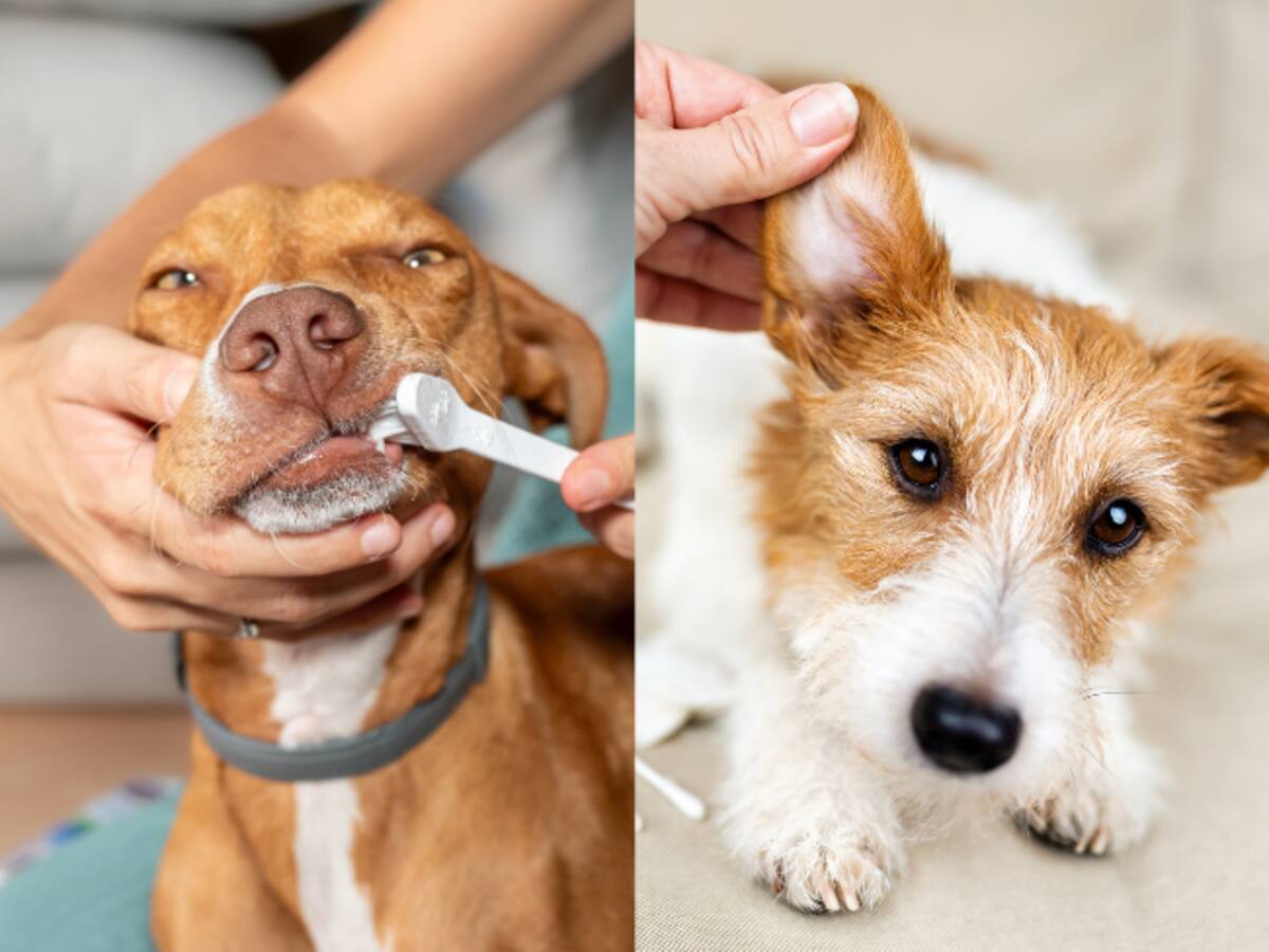 Trucos definitivos para limpiarle los dientes y orejas a los perros: No cometa errores