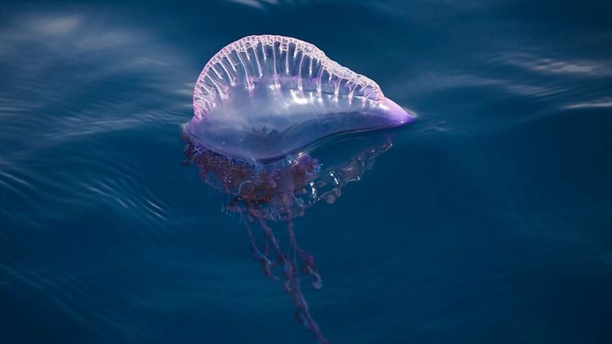 Corpamag confirma presencia de medusas tóxicas en playas de Santa Marta. Foto: Getty Images