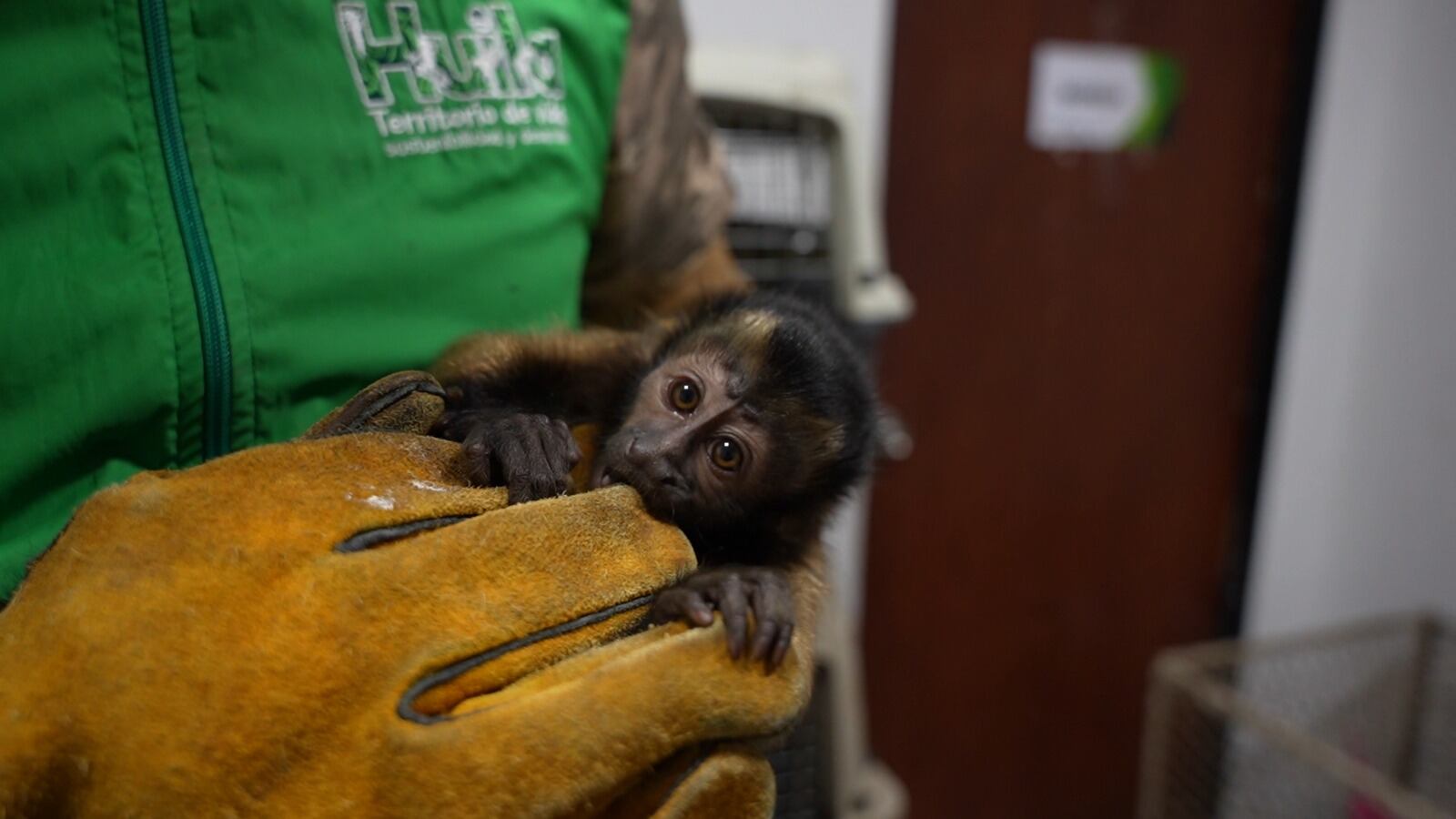 Los operativos se realizaron en los municipios de Algeciras y Gigante en el Huila.