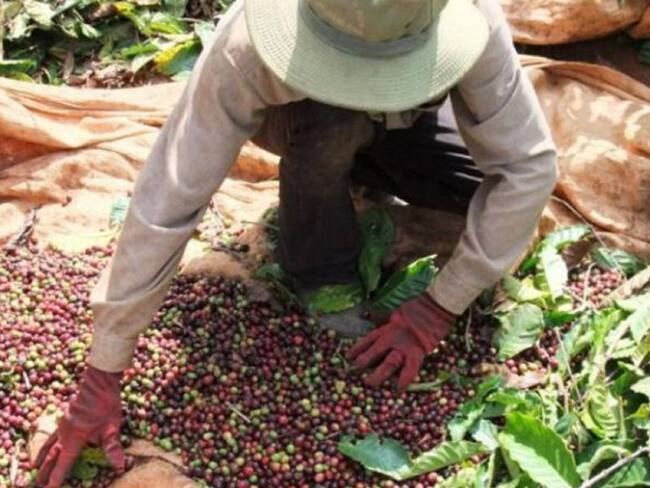 Migrantes deberán regularizarse para recoger cosecha cafetera