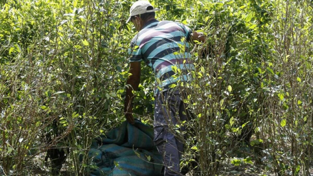 Campesinos del núcleo veredal de Caño Indio se declaran en asamblea