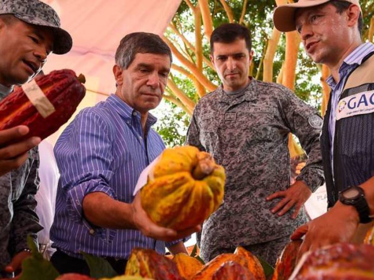 50.000 hectáreas de cacao se van a sembrar en las zonas del posconflicto