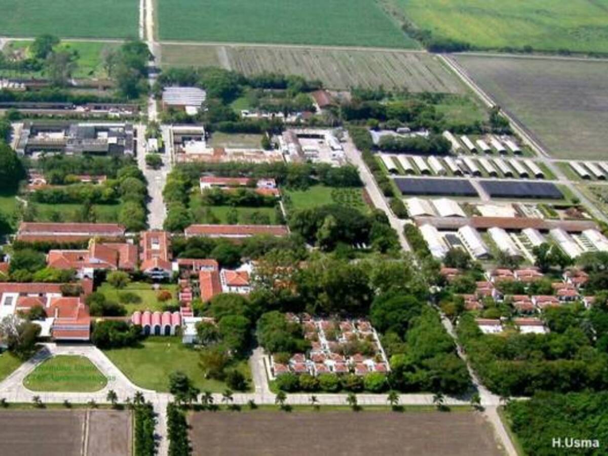 Ciat, 50 años cultivando para el mundo desde Palmira
