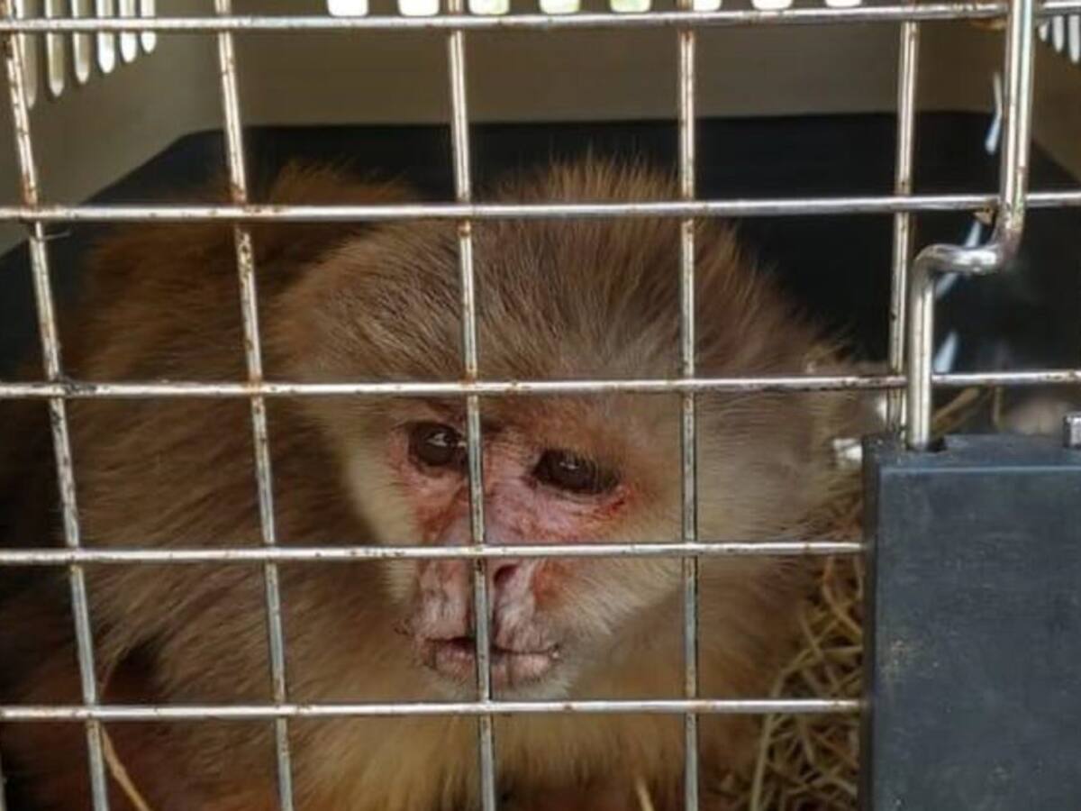 Más de 20 años estuvo un mono cariblanco en cautiverio en Villeta