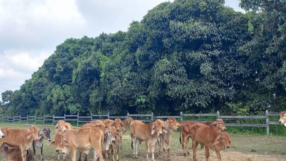 Director del comité de ganaderos del Quindío