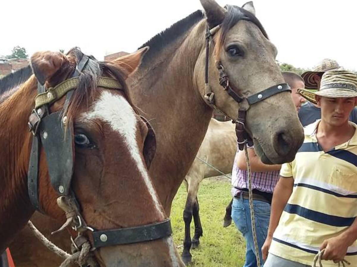 El ICA, advierte por la presencia de la fiebre equina en el Quindío