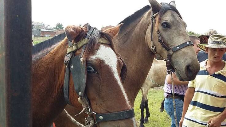 El ICA, advierte por la presencia de la fiebre equina en el Quindío...Ya hay dos casos identificados y 15 sospechas