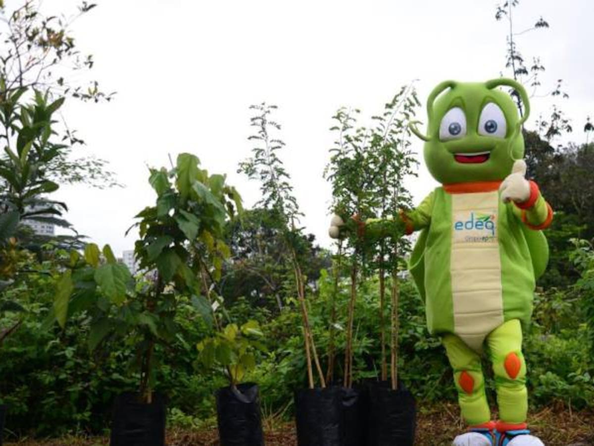 1.100 árboles sembró la Empresa de Energía del Quindío, Edeq, en el departamento en 2015