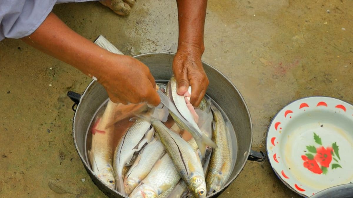 Crean zona exclusiva para pesca artesanal en la Alta Guajira