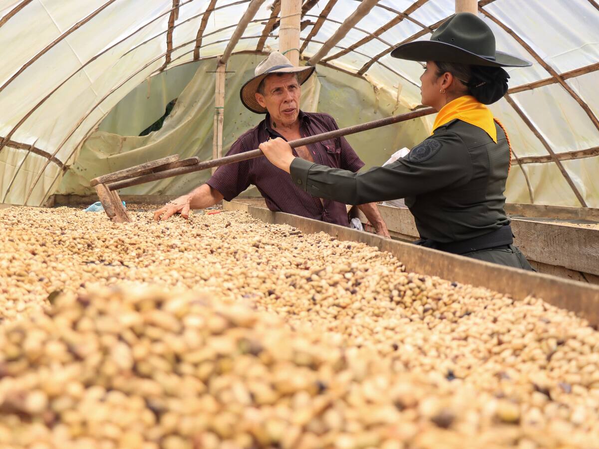 Arrancó el Plan Cosecha en la zona cafetera de Ibagué