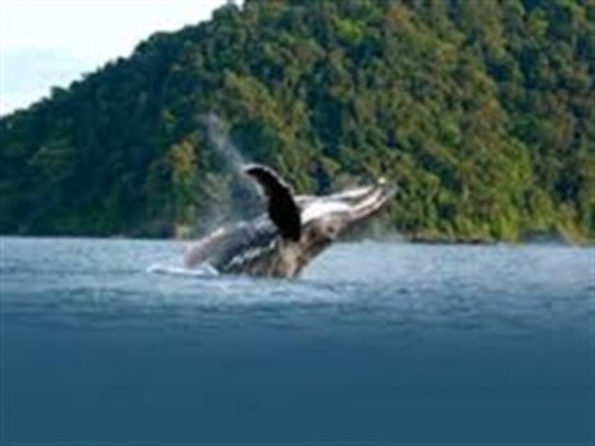 Conozca la experiencia de ver las ballenas jorobadas en el Pacífico