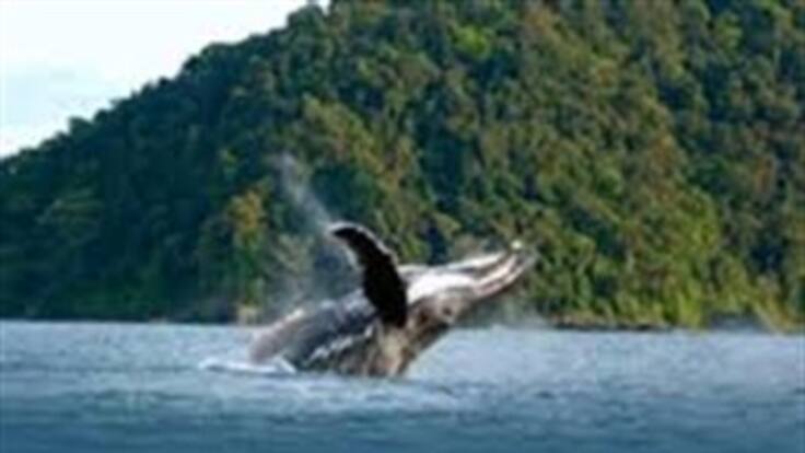 Conozca la experiencia de ver las ballenas jorobadas en el Pacífico