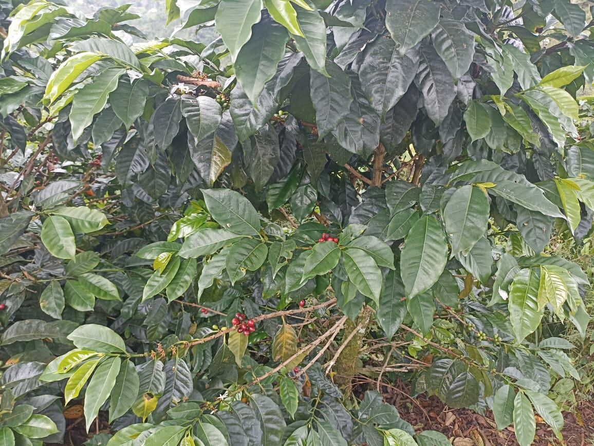 Día nacional del café, cultivo del grano en Génova, Quindío