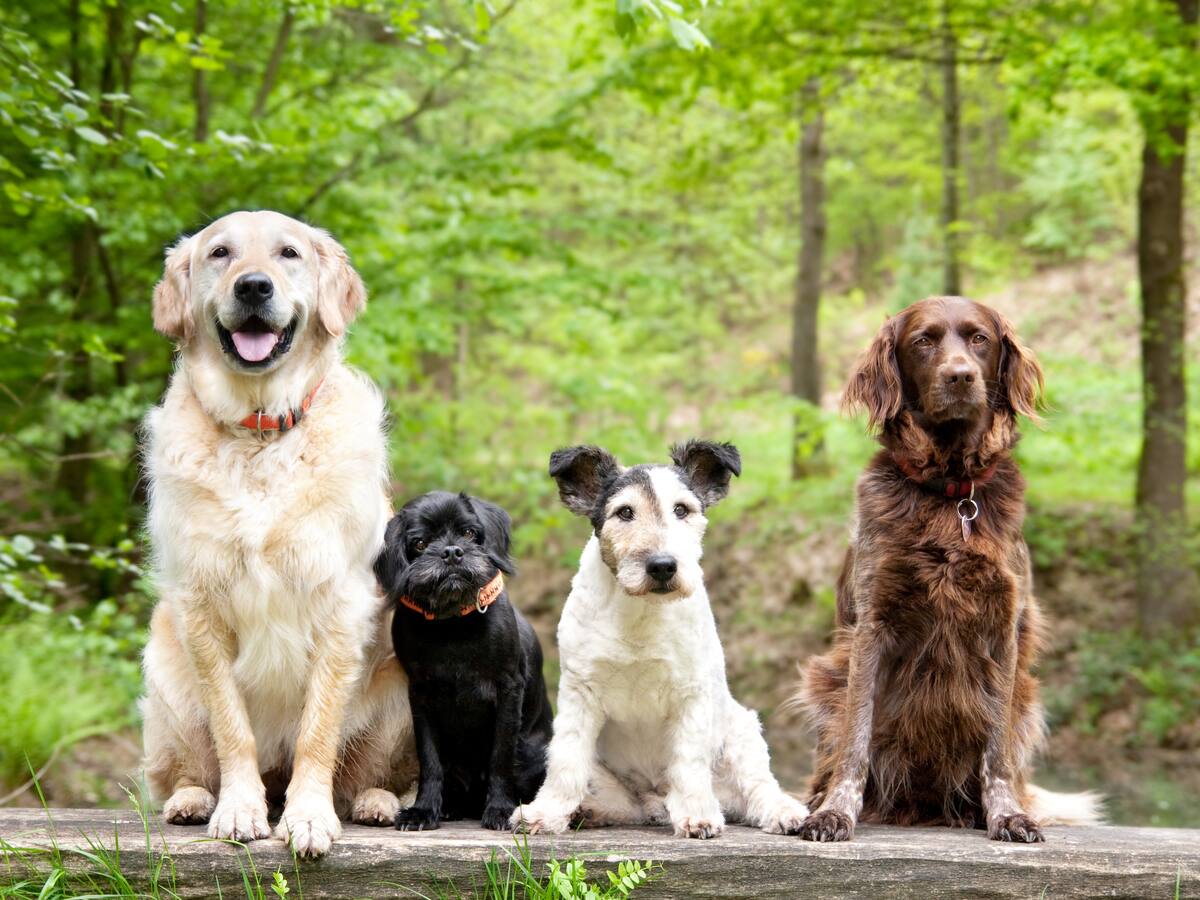 ¿Un perro es más alto sentado que parado? Explicación de esta curiosidad