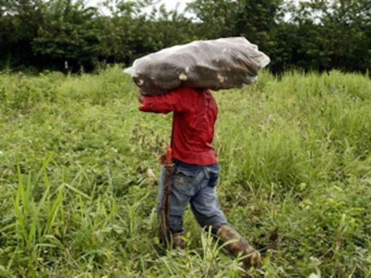 Cerca de ocho mil reclamaciones ha recibido el Gobierno para restituir tierras a víctimas de las Farc