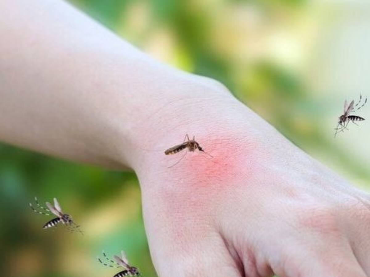 Casos de dengue en Manizales aumentaron un 350% en los primeros meses de 2025