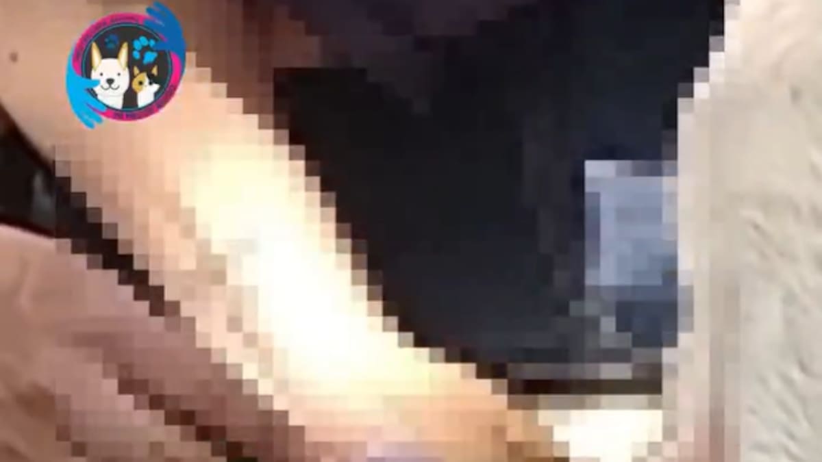 Investigan denuncia por presunto maltrato animal en colegio del norte de Boyacá