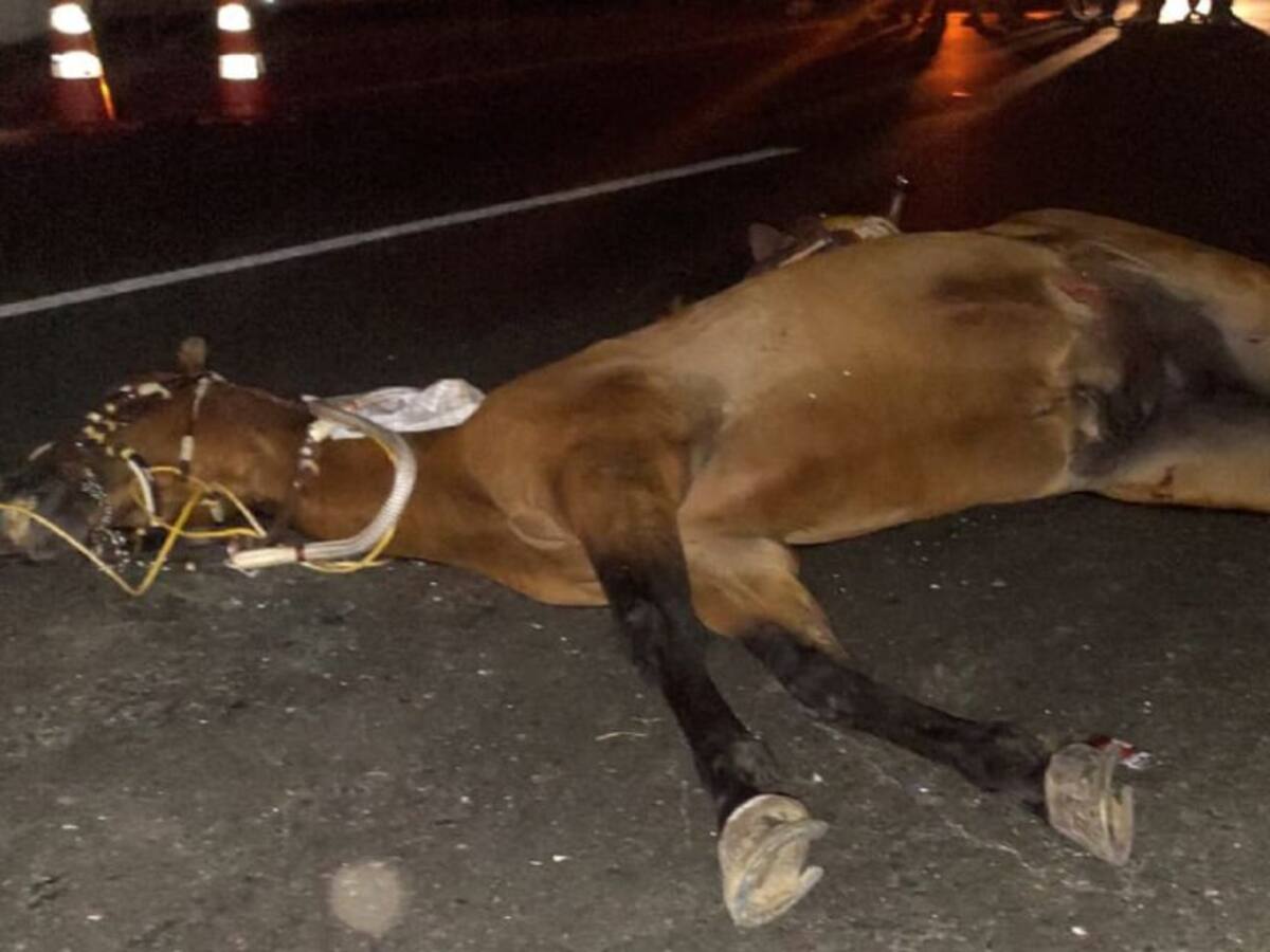 Una persona y un equino muertos por atropellamiento en cabalgata en Buga