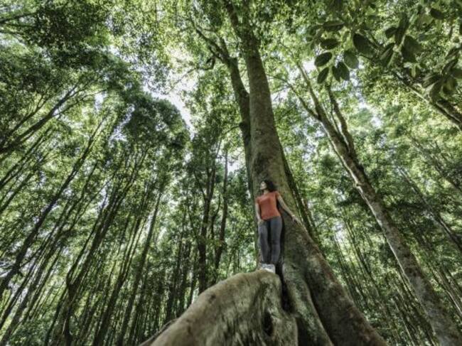"Con los Baños de Bosque, se pierde la noción del tiempo, se difuminan las angustias y la tensión". @lluviadebosque