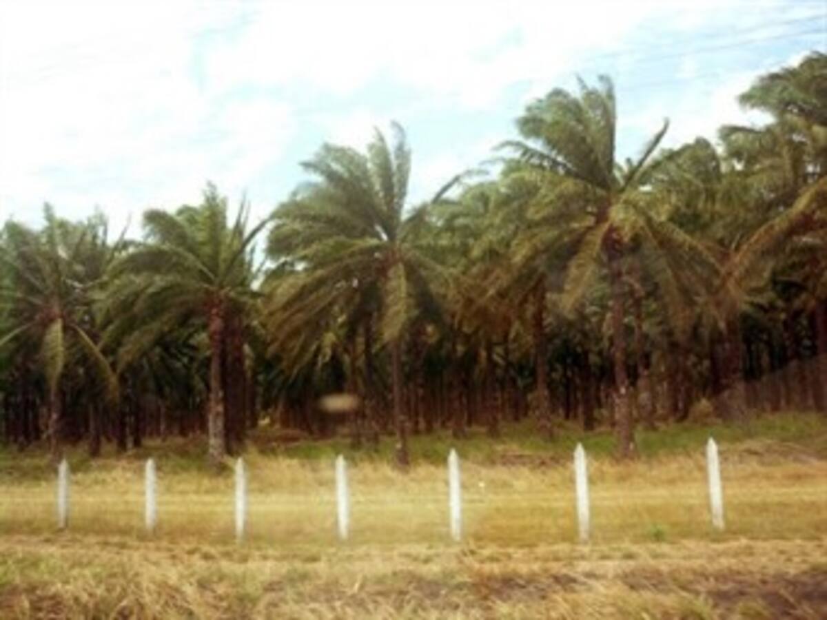Consejo de la Judicatura: Precios de tierras entregadas por exparamilitares están inflados