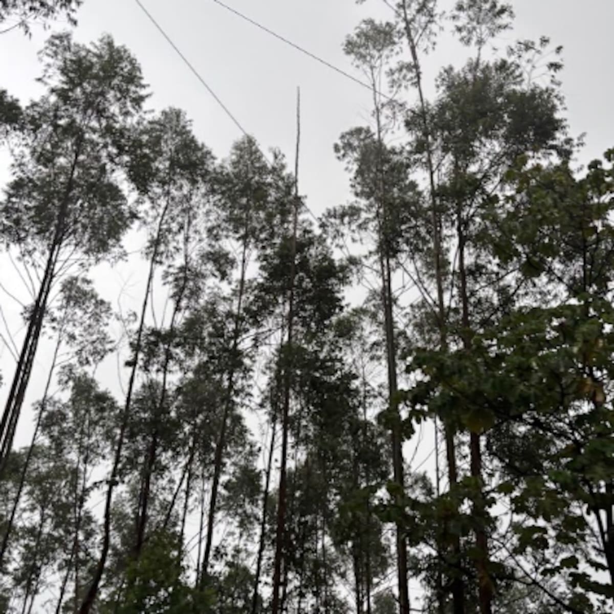 Corantioquia reporta reducción del 3,4 % en la deforestación de su jurisdicción
