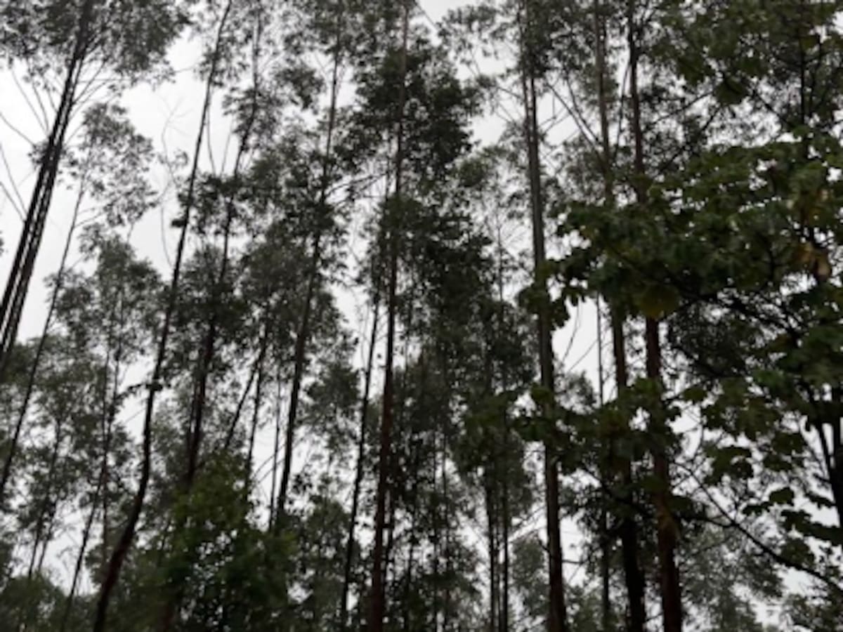 Corantioquia reporta reducción del 3,4 % en la deforestación de su jurisdicción