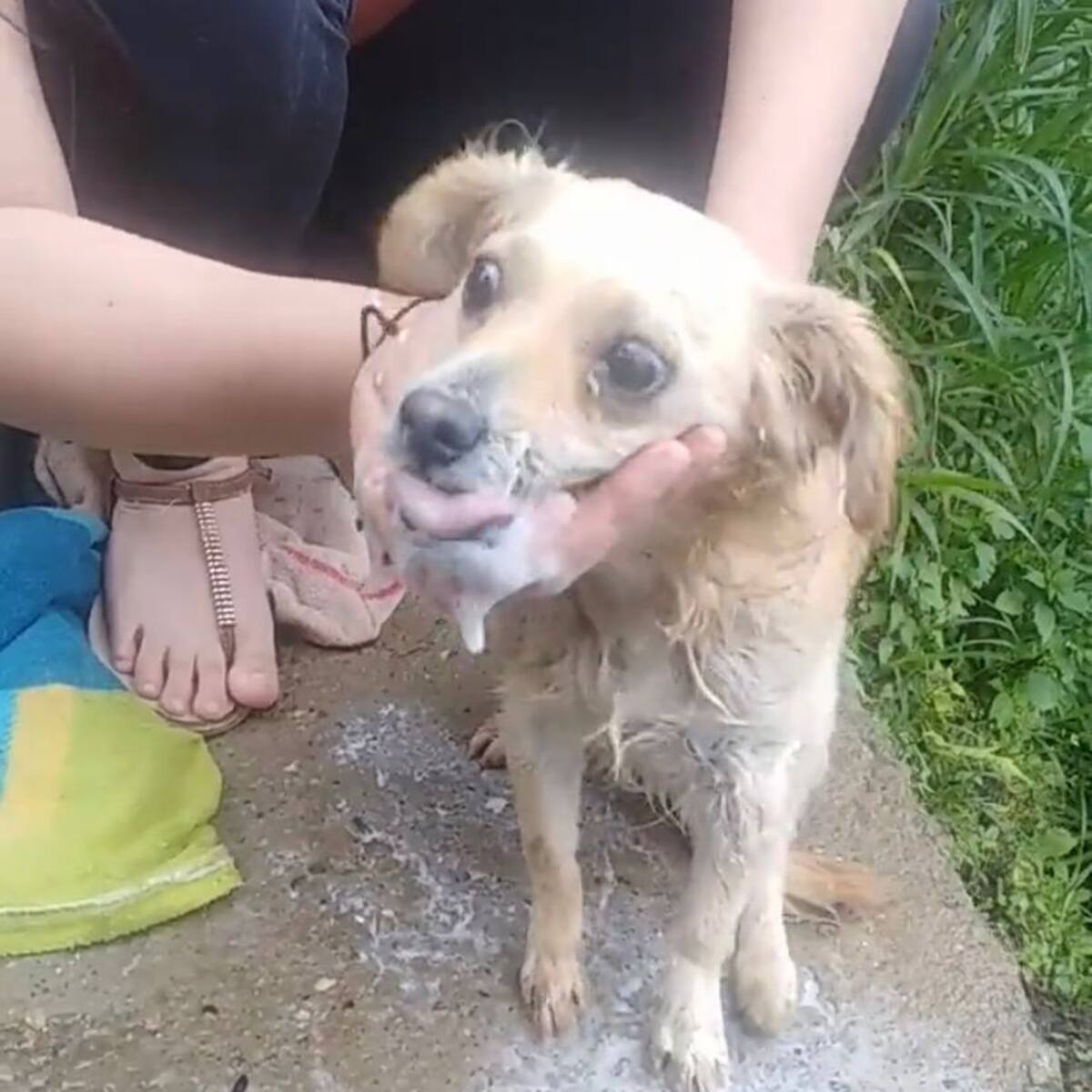 Investigan presunto envenenamiento de perros en el norte de Bucaramanga