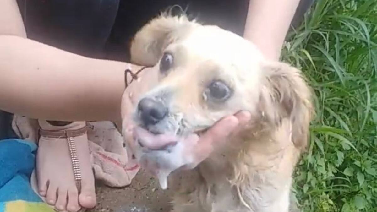 Envenenamiento de perros
