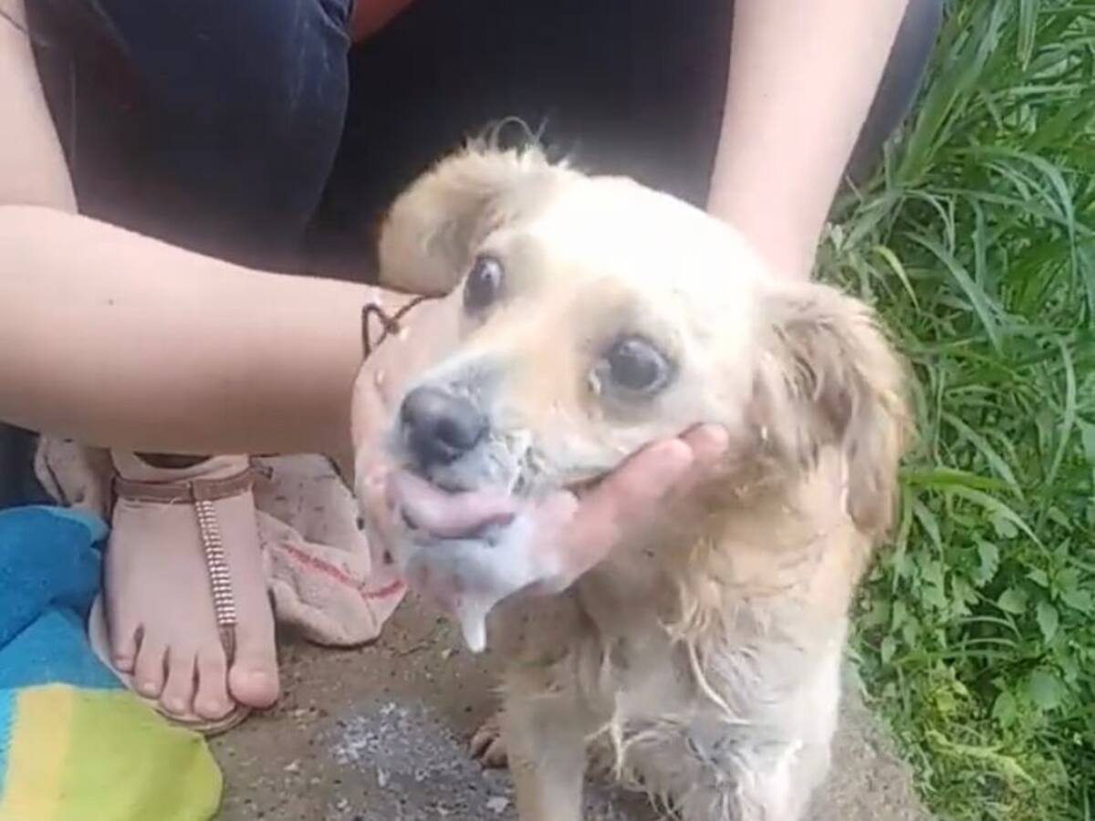 Investigan presunto envenenamiento de perros en el norte de Bucaramanga