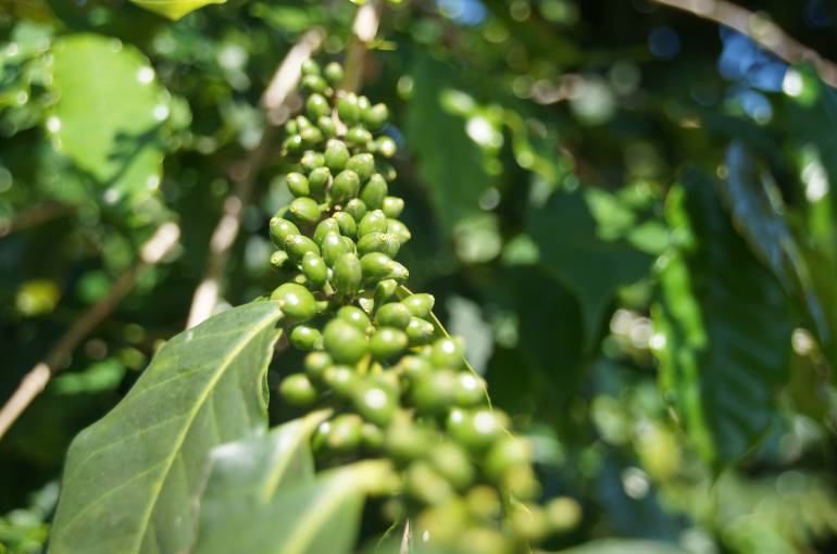 Este café es cultivado en la vereda La Secreta, en Ciénaga Magdalena. /FOTO URT