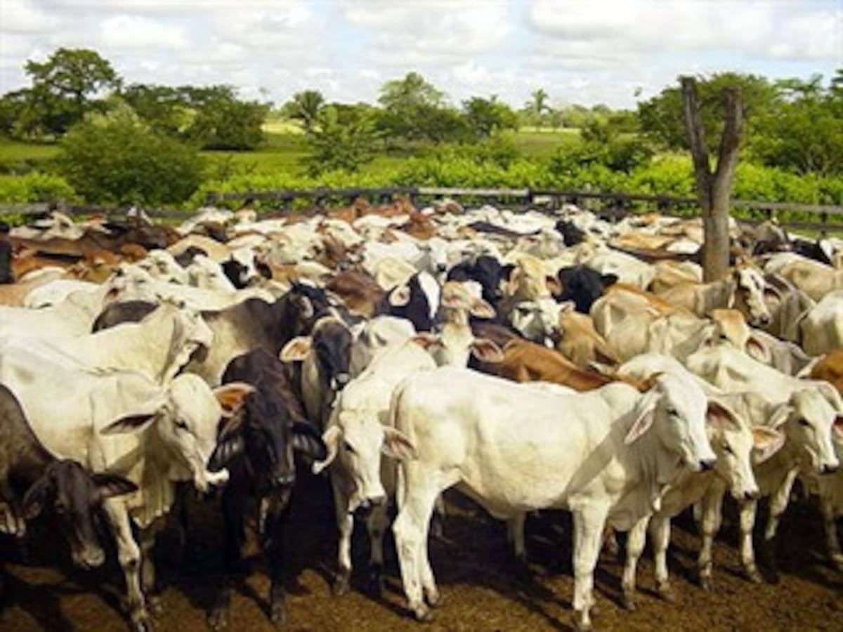 Ganado criollo, a punto de desaparecer